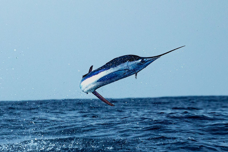 Entre Vagues et Poissons